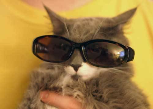 Cat 4eq