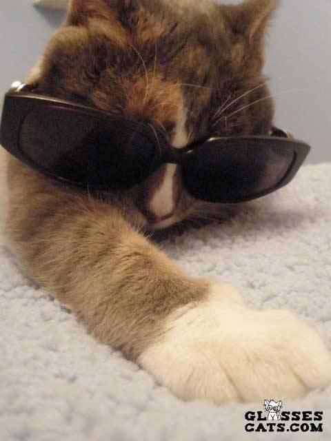 Cat 4et