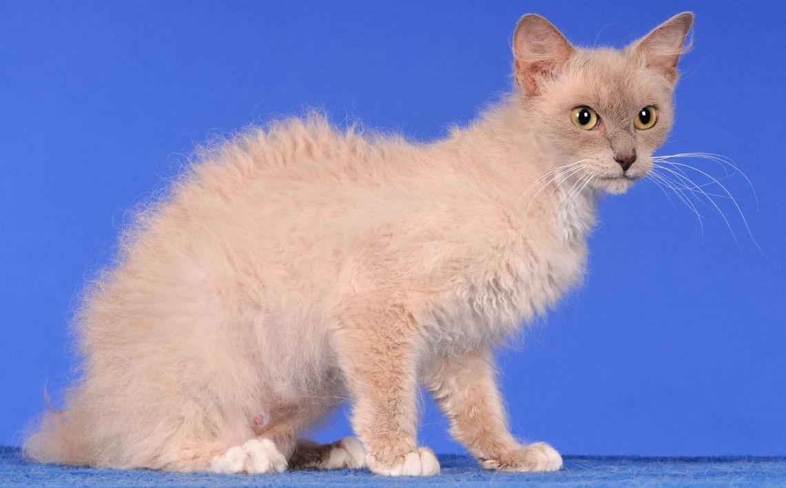 Cat 4hZdbV_8E