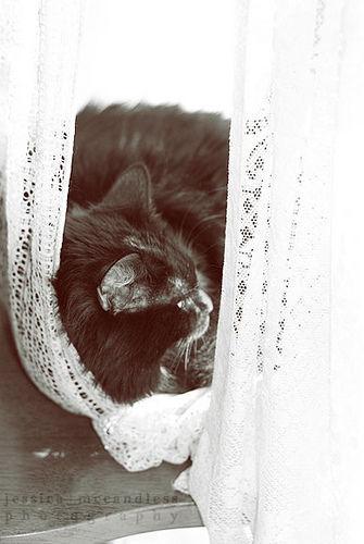 Cat 4m2