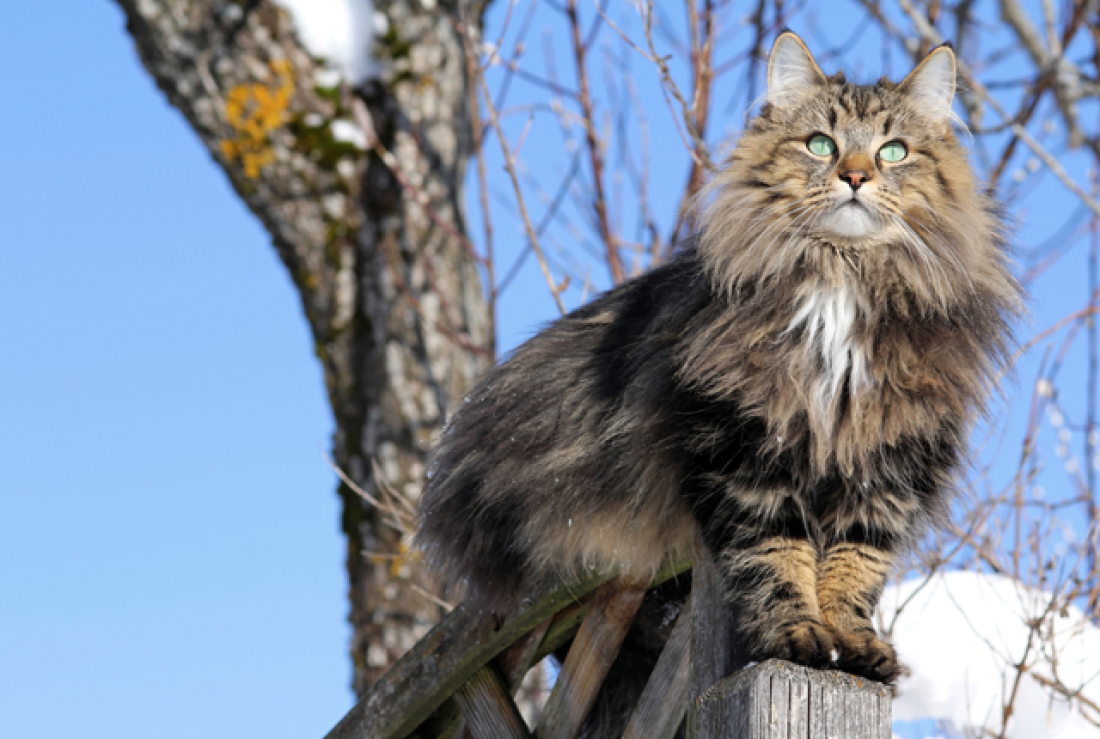 Cat 4mksJzUgG