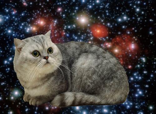 Cat 4o