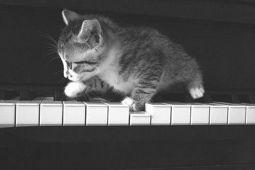 Cat 4o9