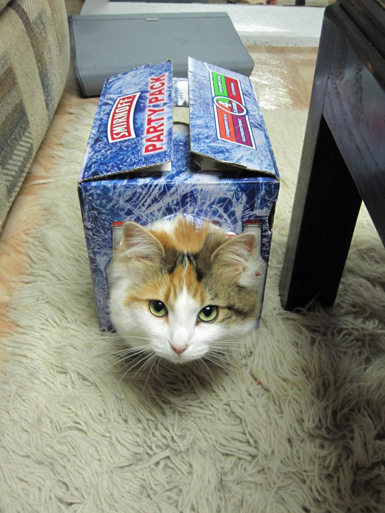 Cat 4ok