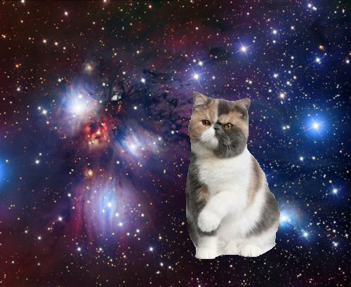 Cat 4q