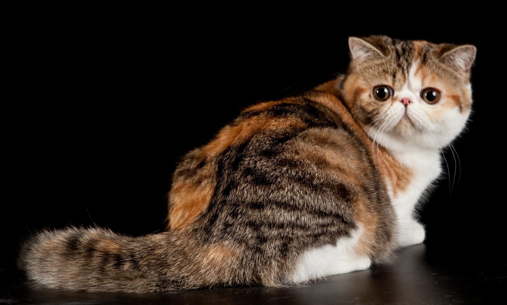 Cat 4qG-5FC0J