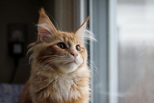Cat 4ru