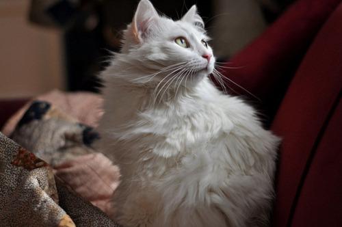 Cat 4s4