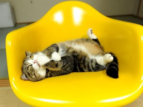 Cat 4s8