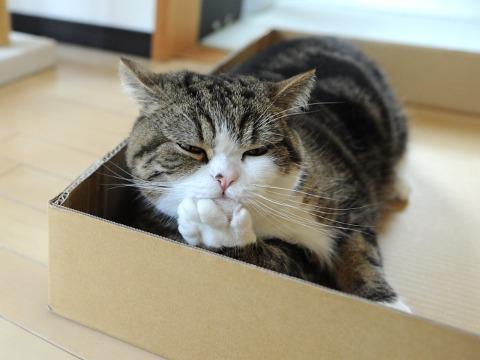 Cat 4s9