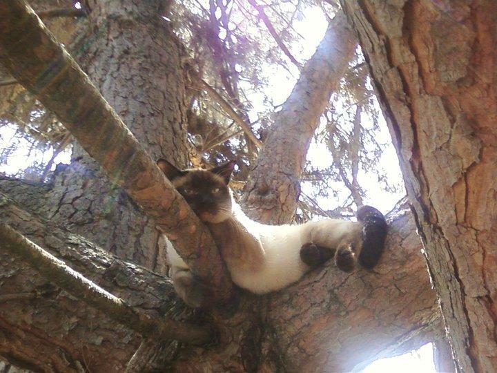 Cat 4sr