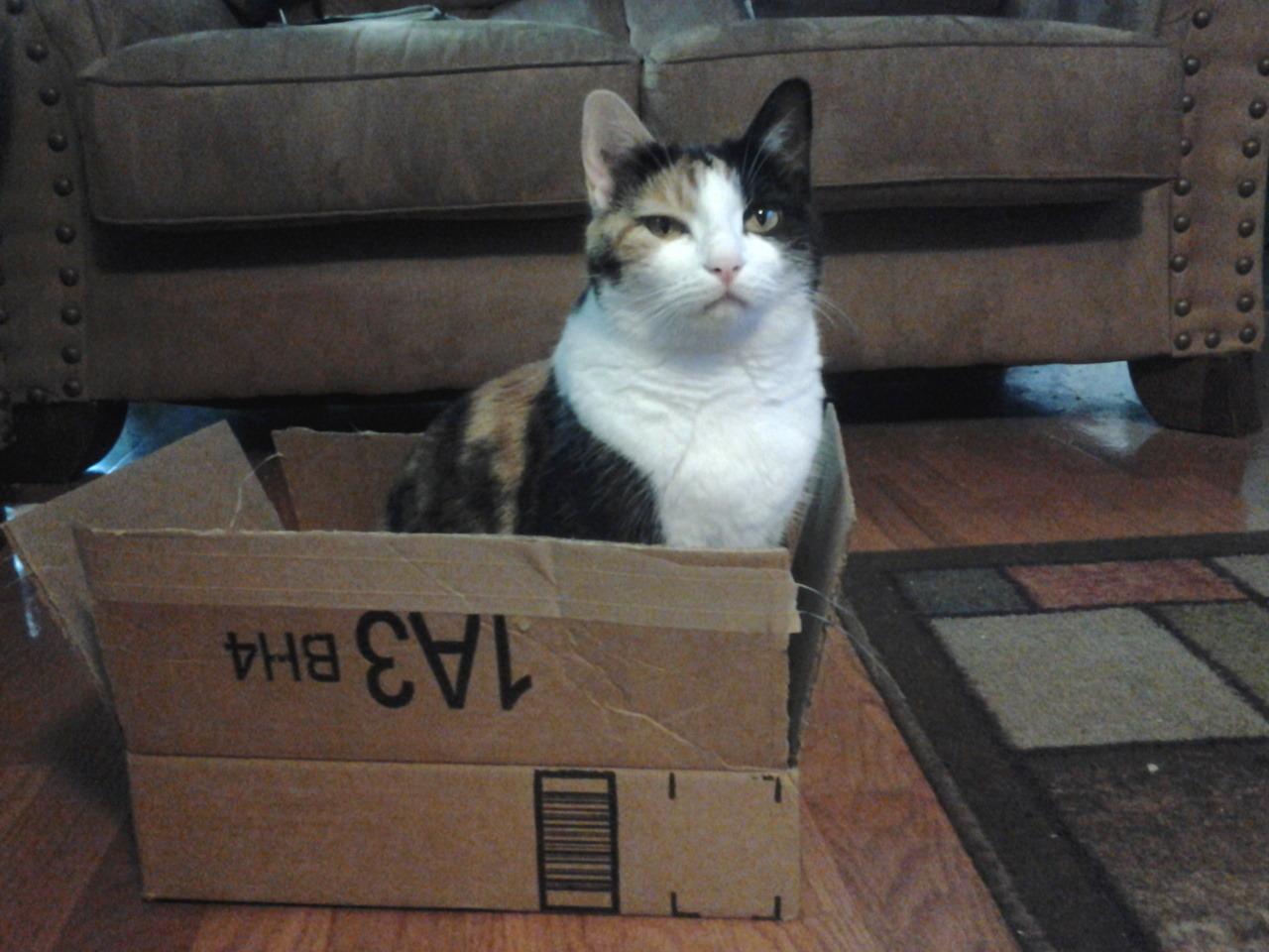 Cat 4t1