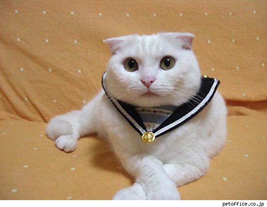 Cat 4te