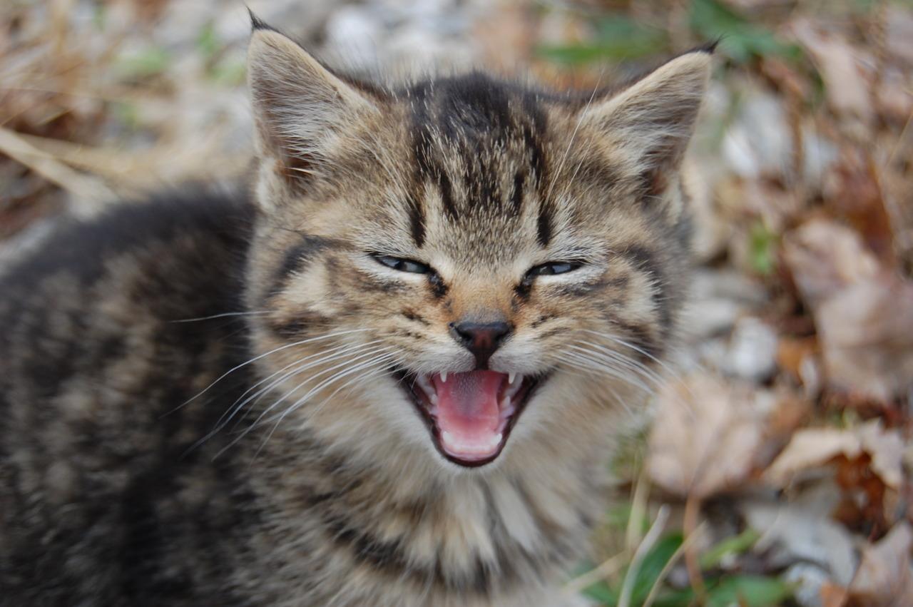 Cat 4tm