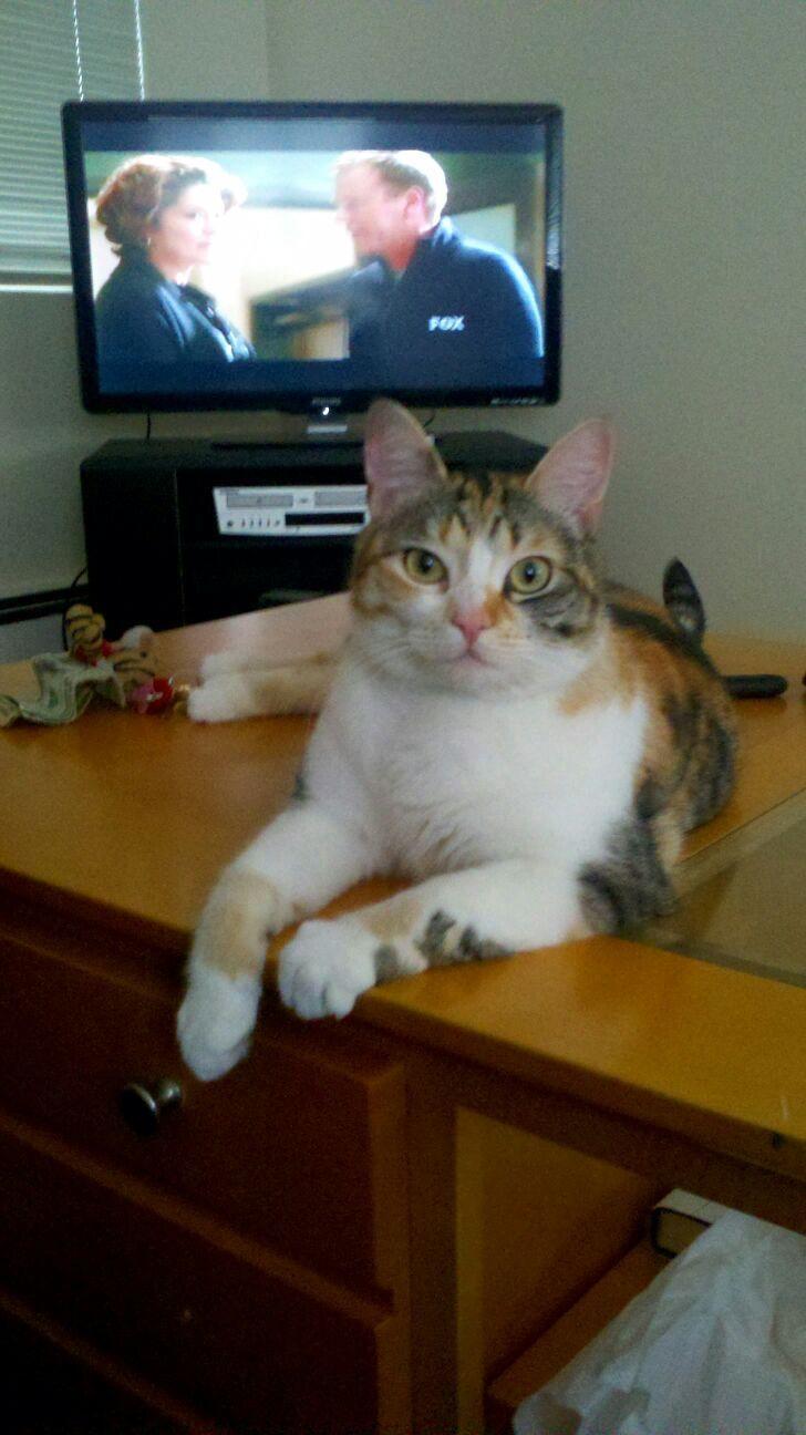 Cat 4u3