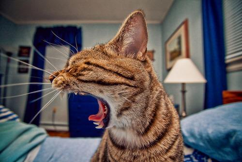 Cat 4u9