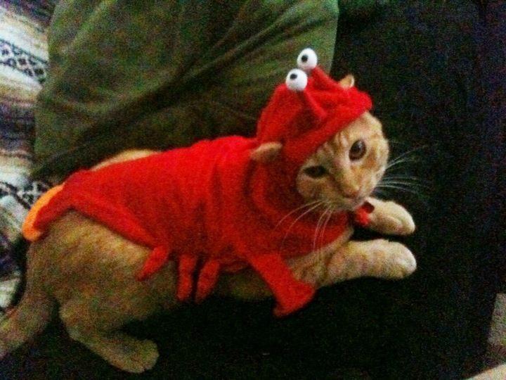 Cat 4un