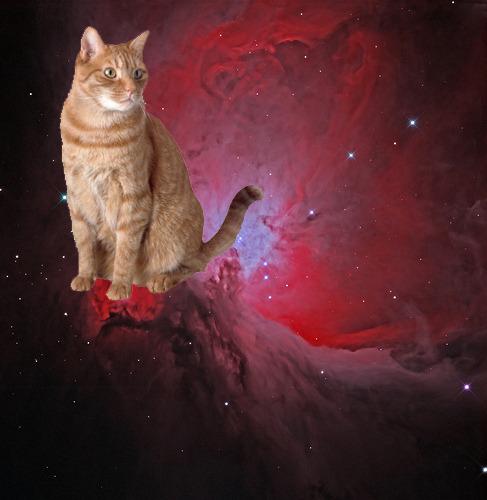 Cat 4v