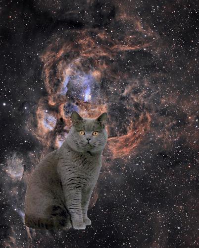 Cat 54