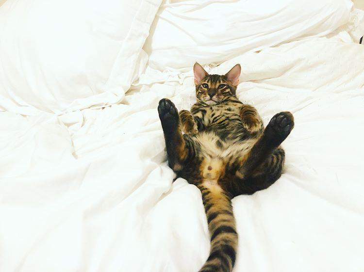 Cat 5Esmfiggi