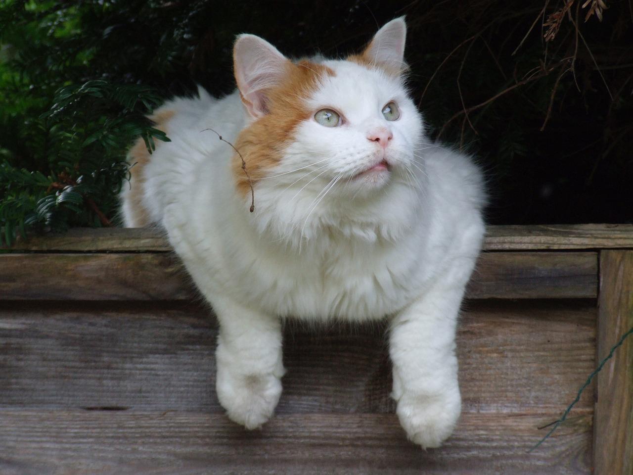 Cat 5Kx7zbLN0