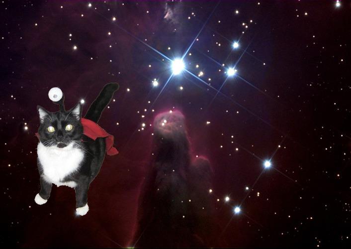 Cat 5d4