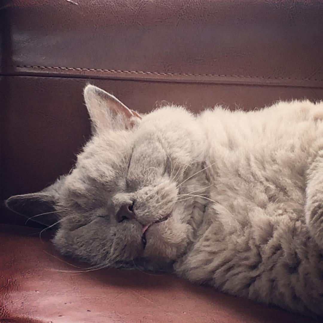Cat 5dF28H7__