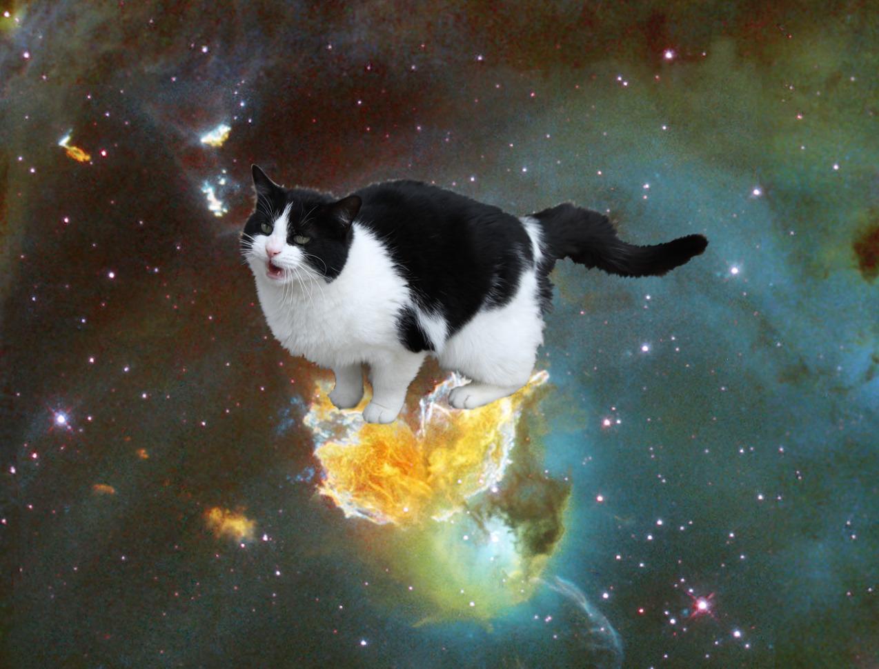 Cat 5fl