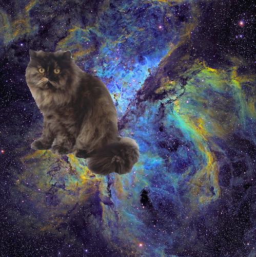 Cat 5h9