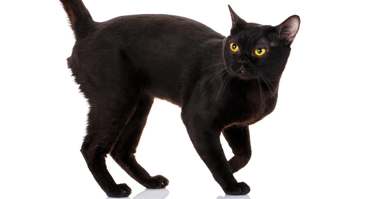 Cat 5iYq9NmT1