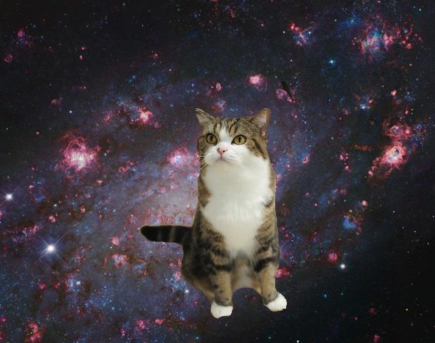 Cat 5j7