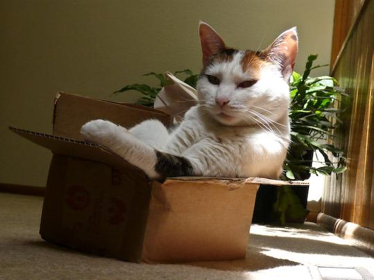 Cat 5ju