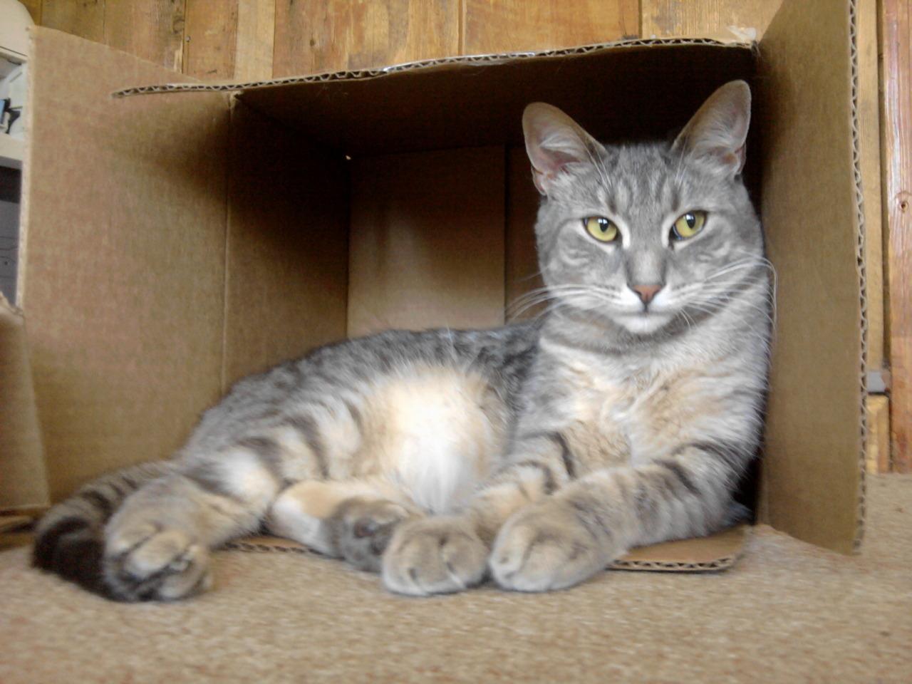 Cat 5kd