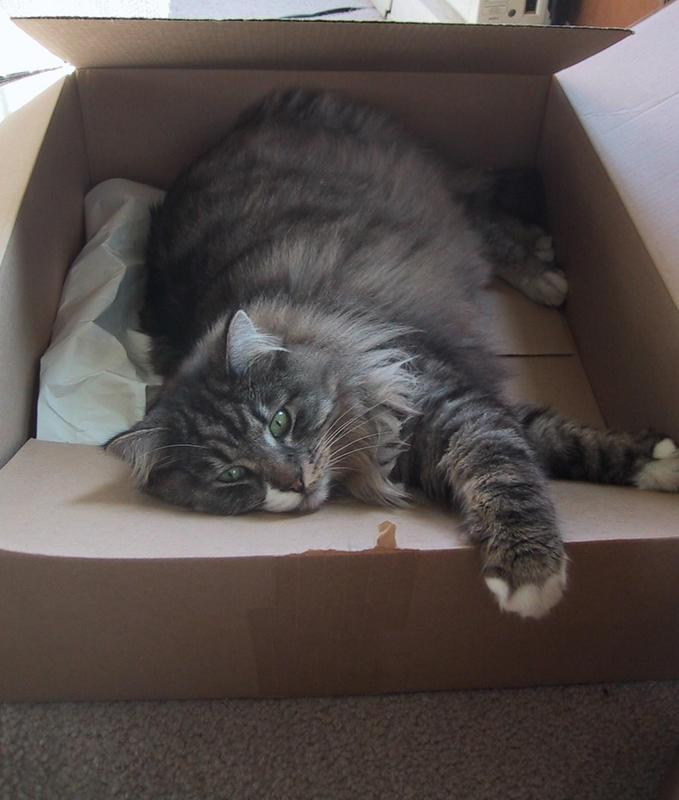 Cat 5kg