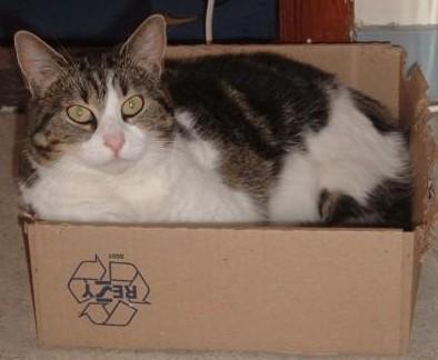 Cat 5kj