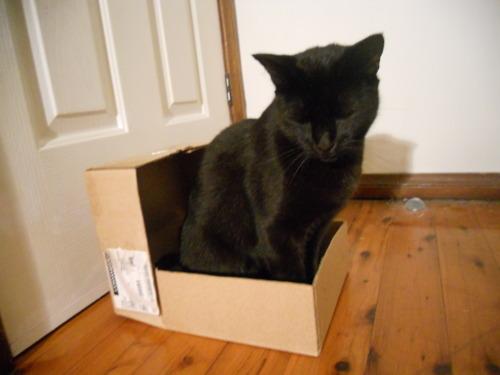 Cat 5l1
