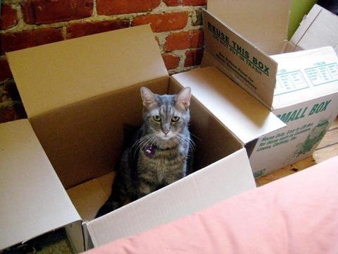 Cat 5lf