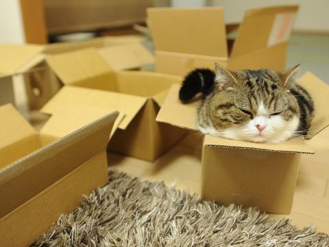 Cat 5lo