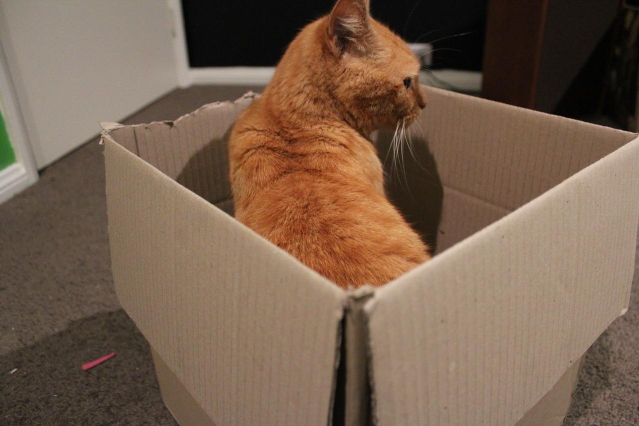 Cat 5mm