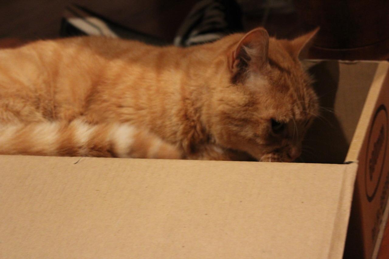 Cat 5mq
