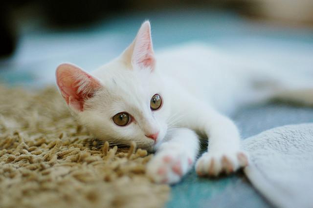 Cat 5mt