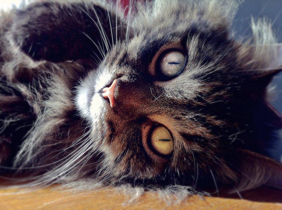 Cat 5ng