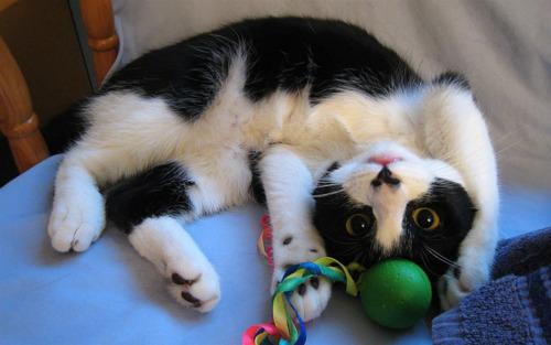 Cat 5nu