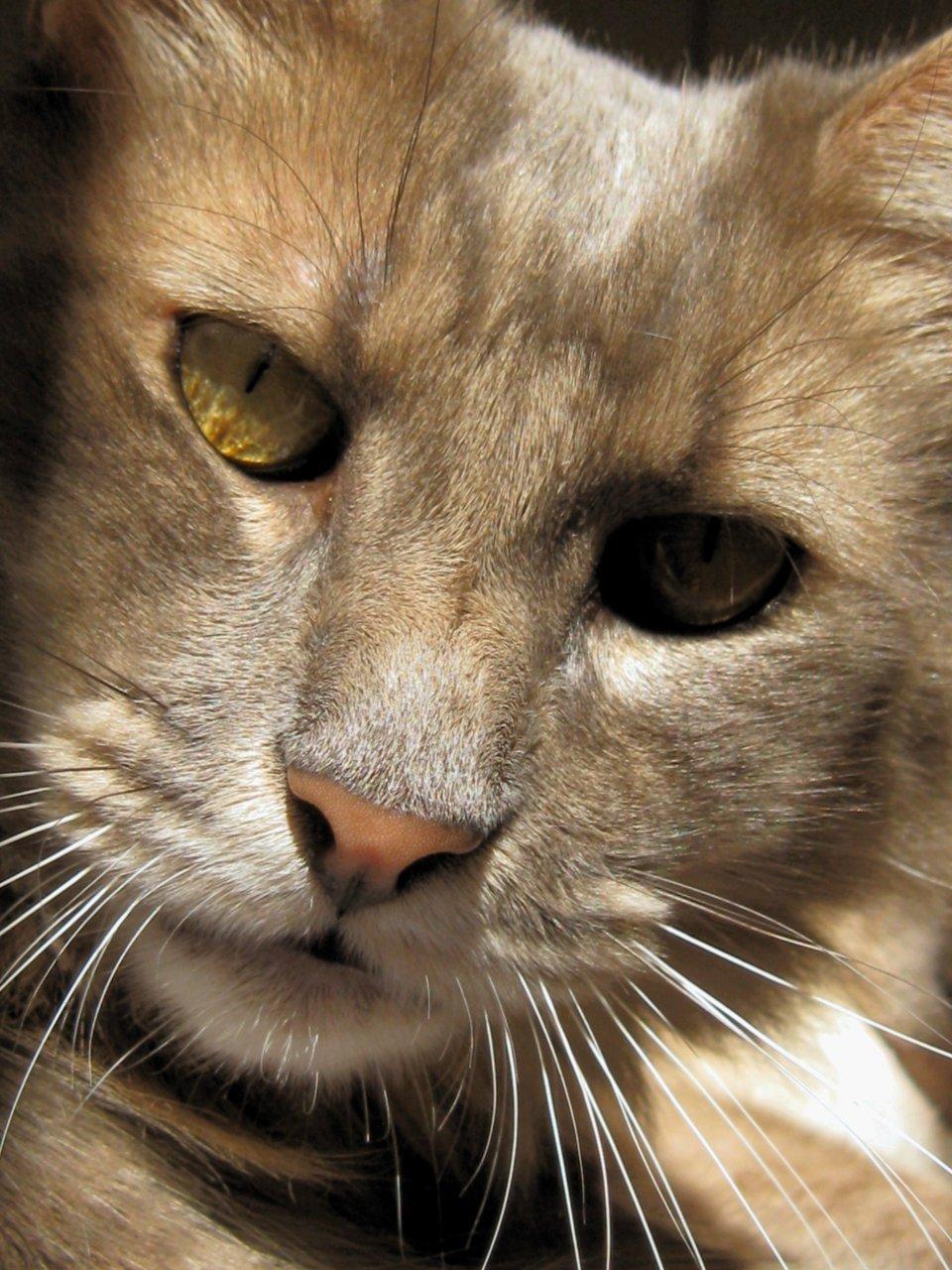 Cat 5oa