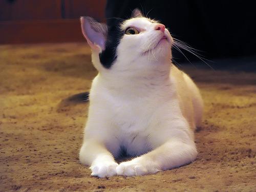Cat 5oe