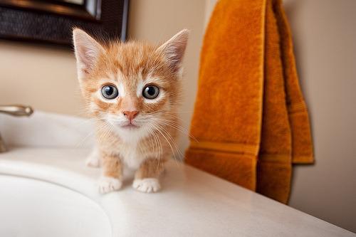 Cat 5ou