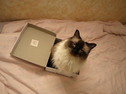 Cat 5ov