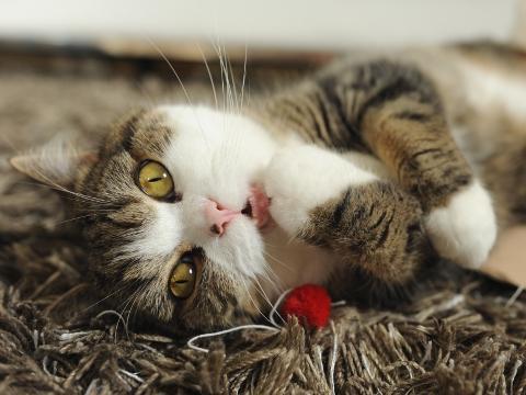 Cat 5qj