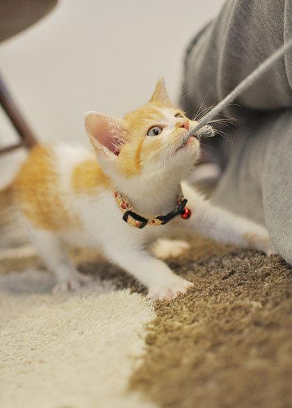 Cat 5rp