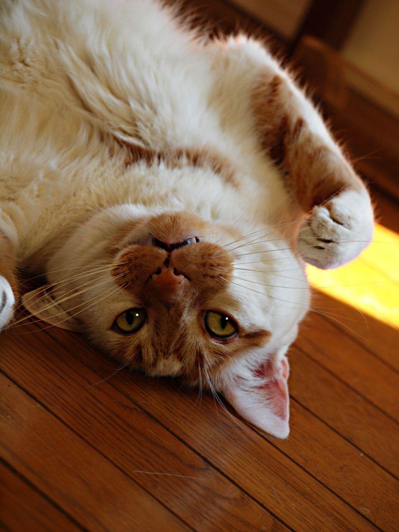 Cat 5sp